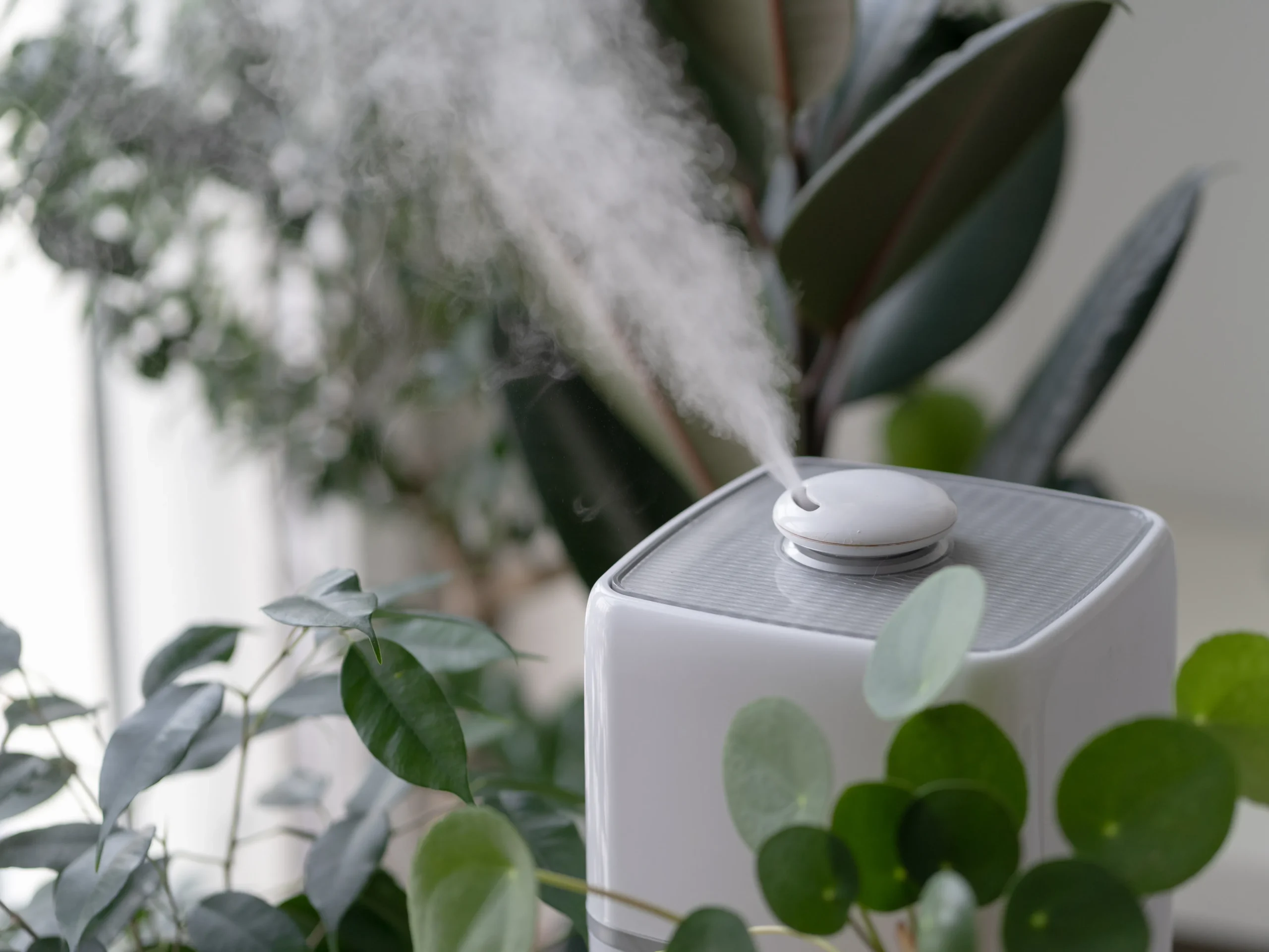 basement humidifier behind house plants