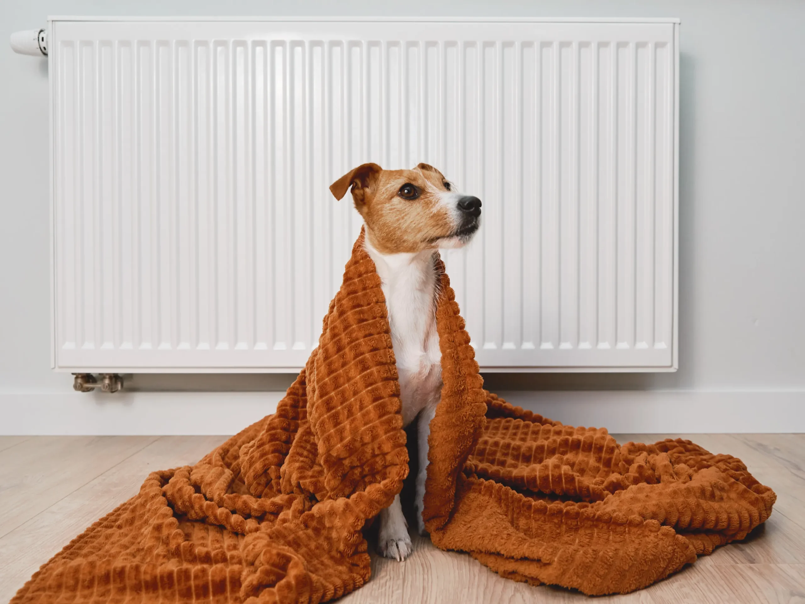 dog sitting in front of a heater wrapped in a blanket